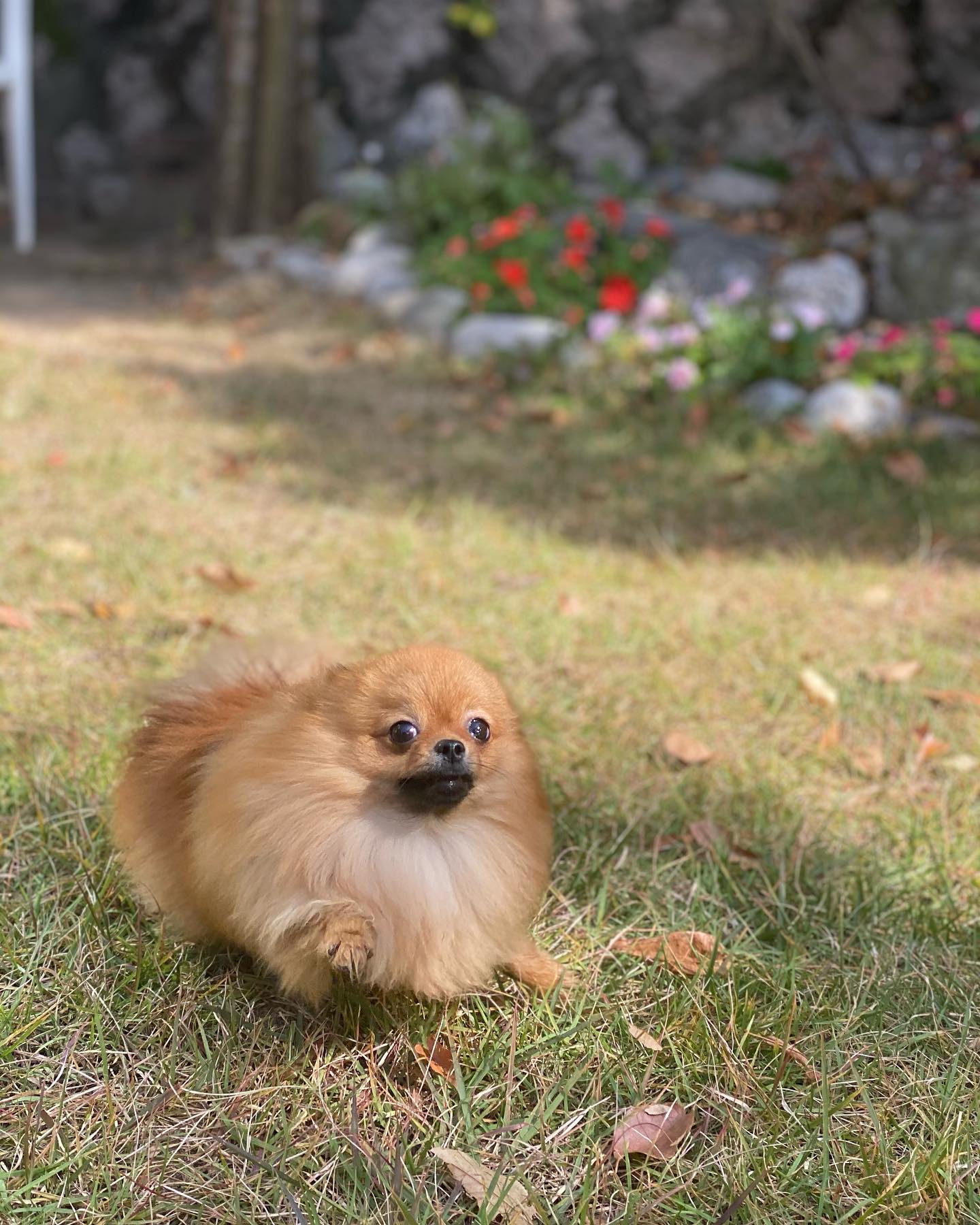 정원냐냐