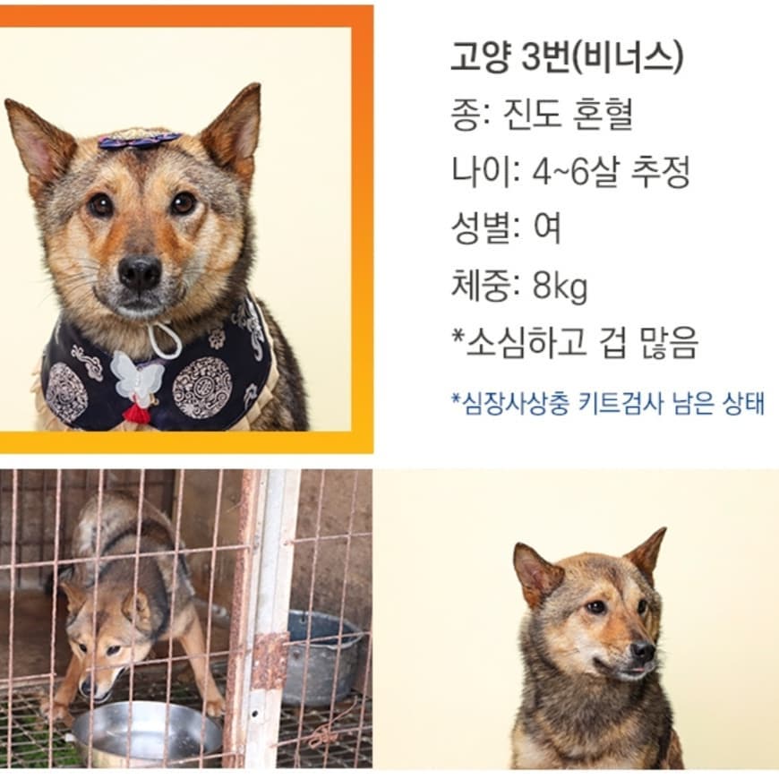 [사지 마세요. 입양하세요] -2

고양시 불법 번식장에서 구조된 26마리 중 아직 입양되지 않아 입양을 애타게 기다리고 있는 아이들입니다.
총 11마리 중 8마리의 사진 공유합니다.

사람으로 인해 상처 받은 아이들이 사람으로부터의 따뜻한 사랑을 받고자 간절히 기다리고 있습니다.

이 아이들에게 따뜻한 사랑으로 보듬어 주실 가족분들을 찾습니다.

비록 저도 기업 프로젝트 사진을 캡쳐해온 것이긴 하지만...
이 아이들이 가족을 찾을 수 있게 해당 사진들을 많이 공유해주세요. 
부탁드립니다.

kawa.on canonkorea
kara_thebom

#2020캐논반려동물입양프로젝트 #오늘부터행복하개 #사지말고입양하세요 #동물자유연대 #동물자유연대온센터 #동물권행동카라 #동물권행동카라더봄센터 #동물보호 #유기동물입양 #따뜻한가족이되어주세요 #이사진들많이공유해주세요