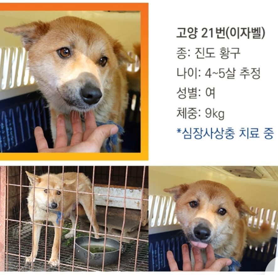 [사지 마세요. 입양하세요] -3

고양시 불법 번식장에서 구조된 26마리 중 아직 입양되지 않아 입양을 애타게 기다리고 있는 아이들입니다.
총 11마리 중 먼저 공유한 8마리에 이어 남은 3마리도 공유합니다.

사람으로 인해 상처 받은 아이들이 사람으로부터의 따뜻한 사랑을 받고자 간절히 기다리고 있습니다.

이 아이들에게 따뜻한 사랑으로 보듬어 주실 가족분들을 찾습니다.

비록 저도 기업 프로젝트 사진을 캡쳐해온 것이긴 하지만...
이 아이들이 가족을 찾을 수 있게 해당 사진들을 많이 공유해주세요. 
부탁드립니다.

kawa.on canonkorea
kara_thebom

#2020캐논반려동물입양프로젝트 #오늘부터행복하개 #사지말고입양하세요 #동물자유연대 #동물자유연대온센터 #동물권행동카라 #동물권행동카라더봄센터 #동물보호 #유기동물입양 #따뜻한가족이되어주세요 #이사진들많이공유해주세요
