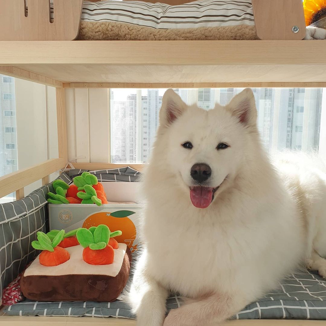 슬기’s Instagram profile post: “🥕단추네 당근밭에 어서오세요🥕 드디어 단추도 당근밭 노즈워크가 생겨써요💖 단추는 코로 밀어서 찾아내는 노즈워크를 많이 해서 그런지 아직 안익숙한거 같아서 조금 느슨하게 심어서 했어요! 자주 하다보면 손도 사용하고 입도 사용하겠쥬?🤭 일단 단추가…”
