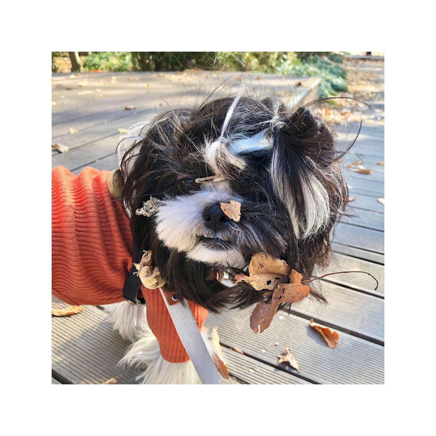 추남🍂
.
.
.
.
.
.
.
.
.
.
.
.
.
.
.
.
.
.
.
.
🐾
#헝그리레오 #강아지 #개린이 #댕댕이 #좋아요반사 #시츄 #블랙시츄 #멍스타그램 #애견모델 #일상 #강아지모델 #강아지맞팔 #선팔하면맞팔 #맞팔 #hungryreo #puppy #dog #pet #puppylove #doggylife #followforfollowback #likeforlikes #instapuppy #dogfood #dogstagram #shihtzu #blackshihtzu #daily #가을 #추남
🐾