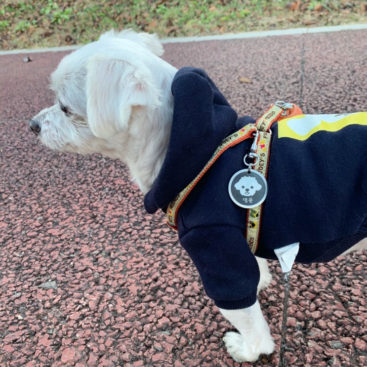 [♥/꼬리펫]강아지인식표/하네스인식표/고리형인식표/이름표:)