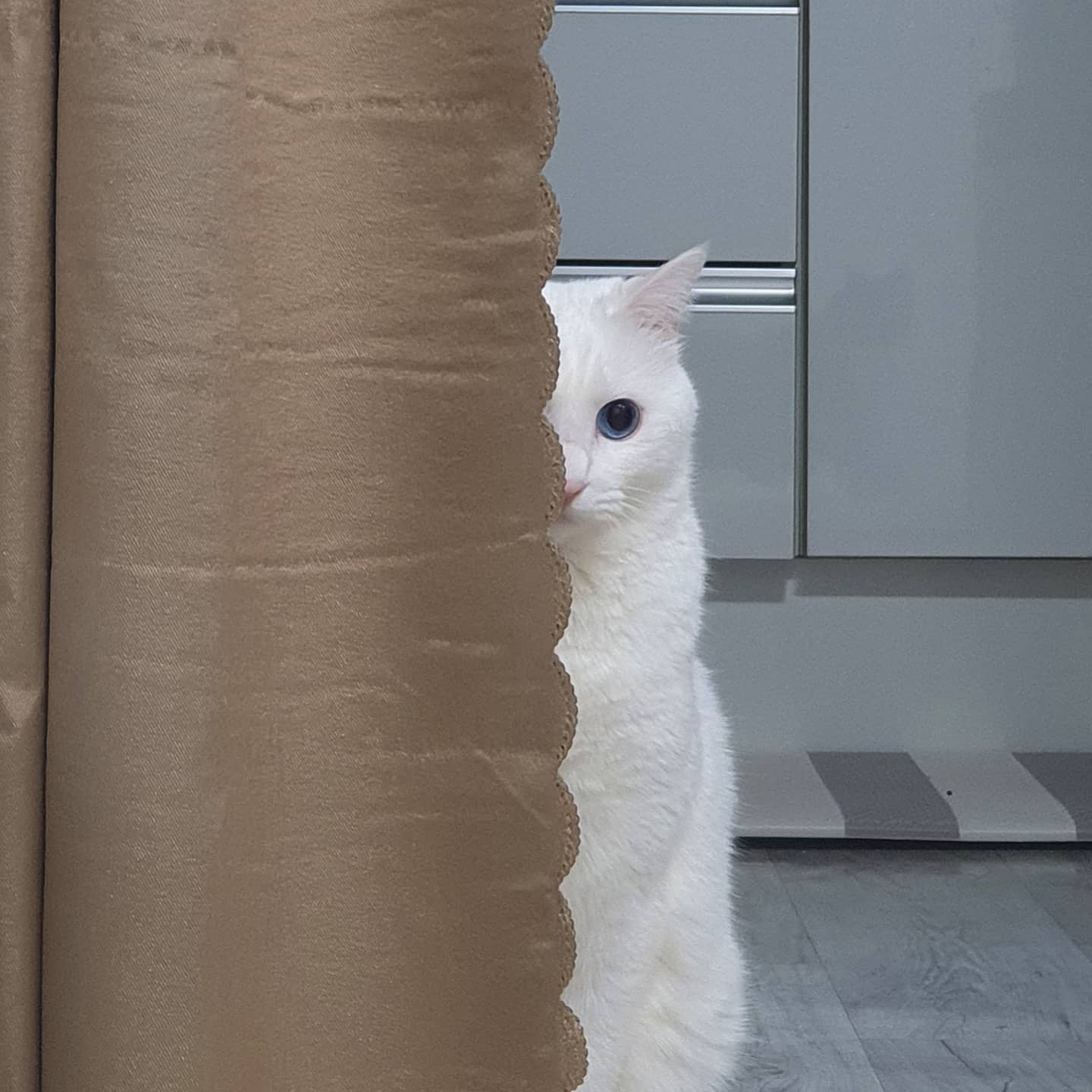 201129🐱
.
.
휴지야 너 왜 자꾸 나 훔쳐 봐...?👀
언년이랑 나랑 둘이 노는게 싫어?
#휴지🐱