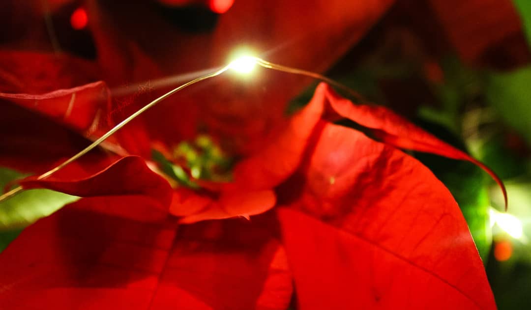 As fierce as fire with an ocean in her eyes.

Ignore:..
#photography #photographer #photo #myphotography #myphoto #naturephotography #naturephotographer #naturelove #naturelover #natureperfection #nature #bokehphotography #bokeh #lights #lightchain #lightchains #christmas #christmasdecor #christmasiscoming #flowerphotography #flowerphotographer #flower #flowers #flowerlover #flowerstagram #colourfulnature #coloursofnature