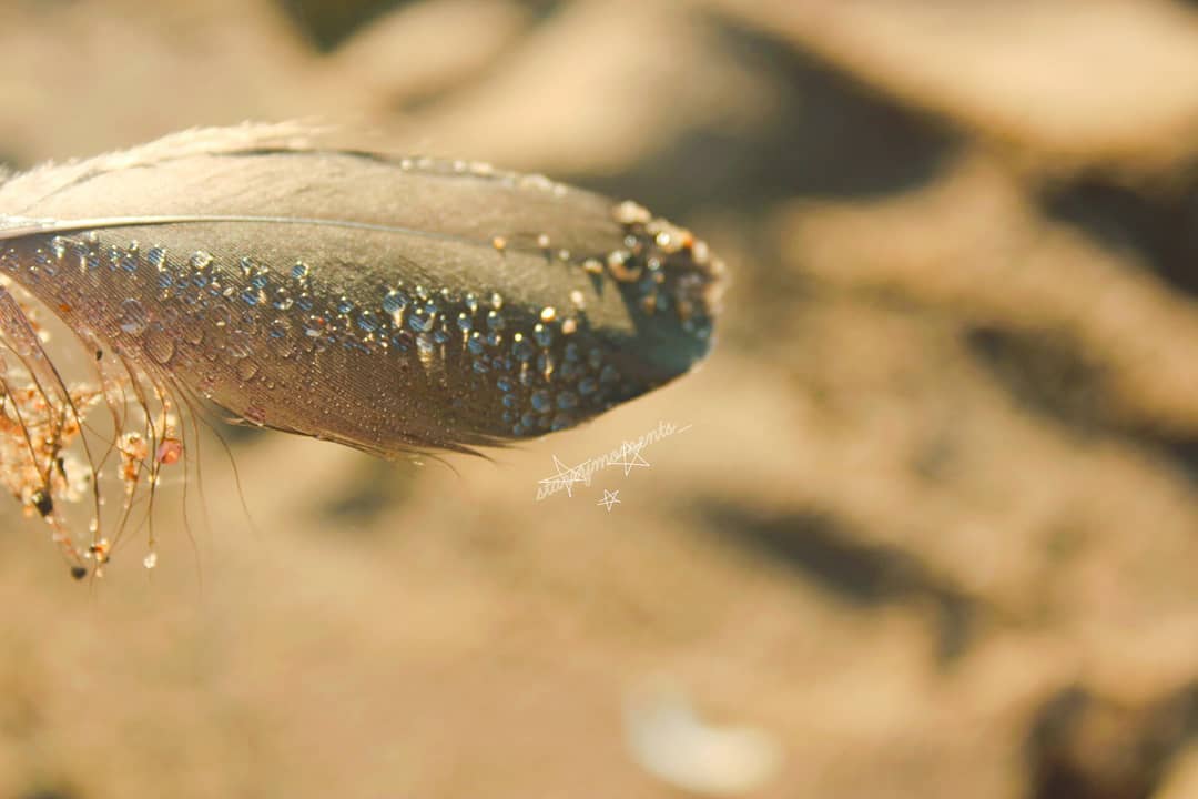 Like a bird set free.

Ignore:..
#photography #photoshooting #photographer #myphoto #myphotography #hobbyphotographer #hobbyphotography #hobbyfotografie #mypic #selfmade #naturephotography #naturelover #naturelove #natureperfection #naturephotographer #nature #natureshot #featherphotography #featherphoto #feather #waterdrop #waterdrops #beachphotography #beach #sand #sunnyday #sunlight #lovely