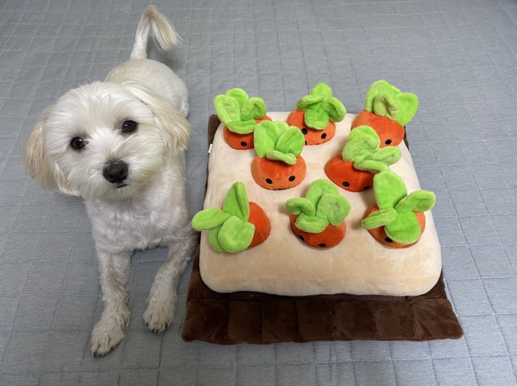 강아지 혼자 있을때 분리불안해소해주기 / 댕댕생활연구소 당근밭노즈워크🥕