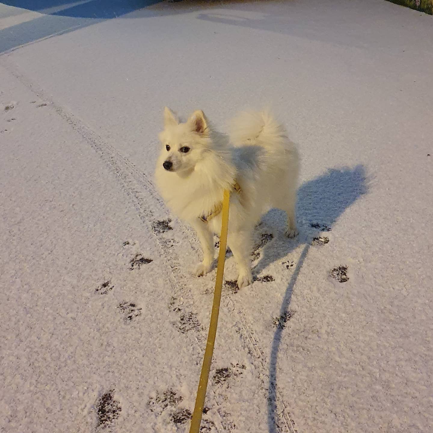 210106❄
.
.
타이밍 계속 안 맞아서 작년 눈 한번도 못봤는데
이번 겨울 눈 내리고 쌓이는거까지 처음본다
나랑 아름이한테는 #첫눈 ❄