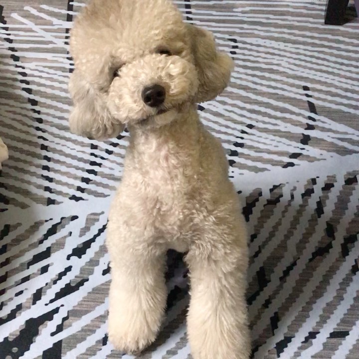 갸 우 뚱🐶
.
.
#갸우뚱 #귀여웡 #베들링턴컷 #실버푸들 #silverpoodle #멍스타그램 #댕댕이그램