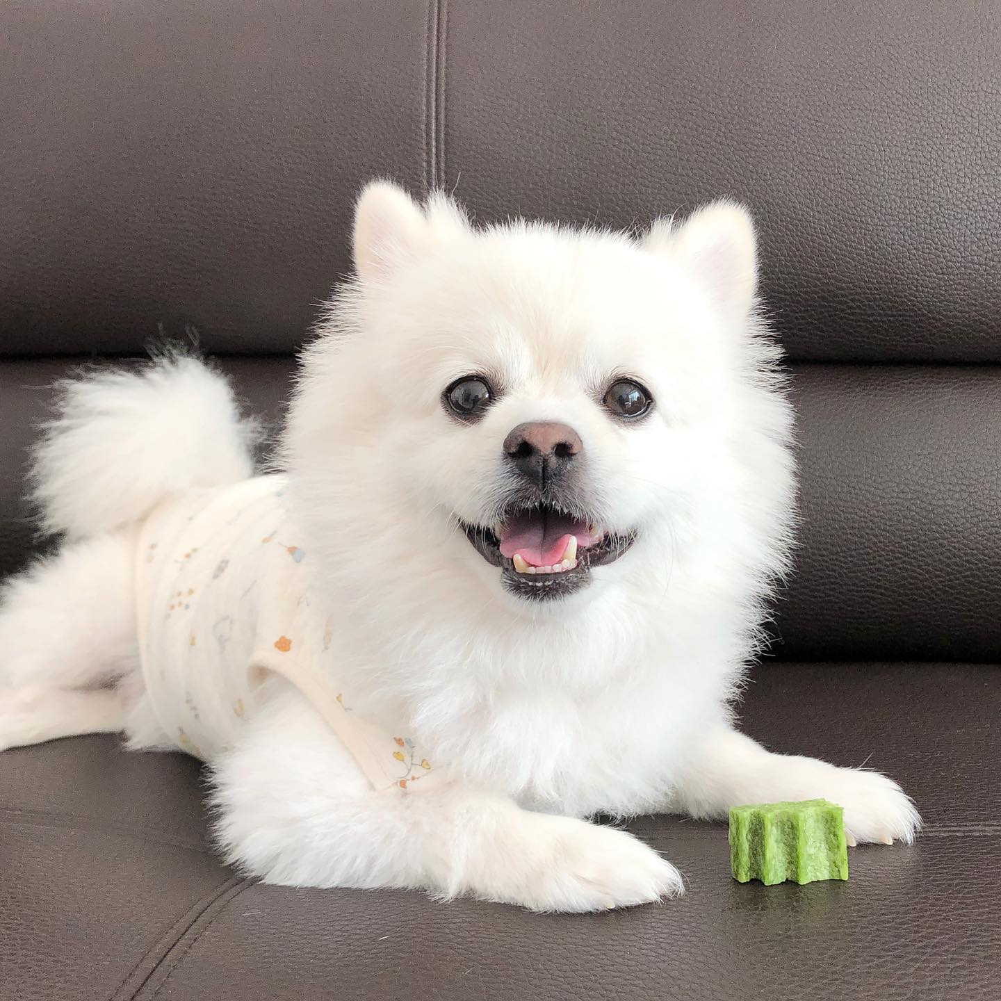 오랜만에 #잇츄 씹어줘따 🐶🦴
새로나온 #잇츄디즈니 까지 너무 행보쿠 ( ˙⤙˙ ) 🤍