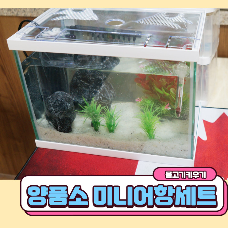 물고기키우기 양품소 미니어항세트와 함께 물멍 때리기