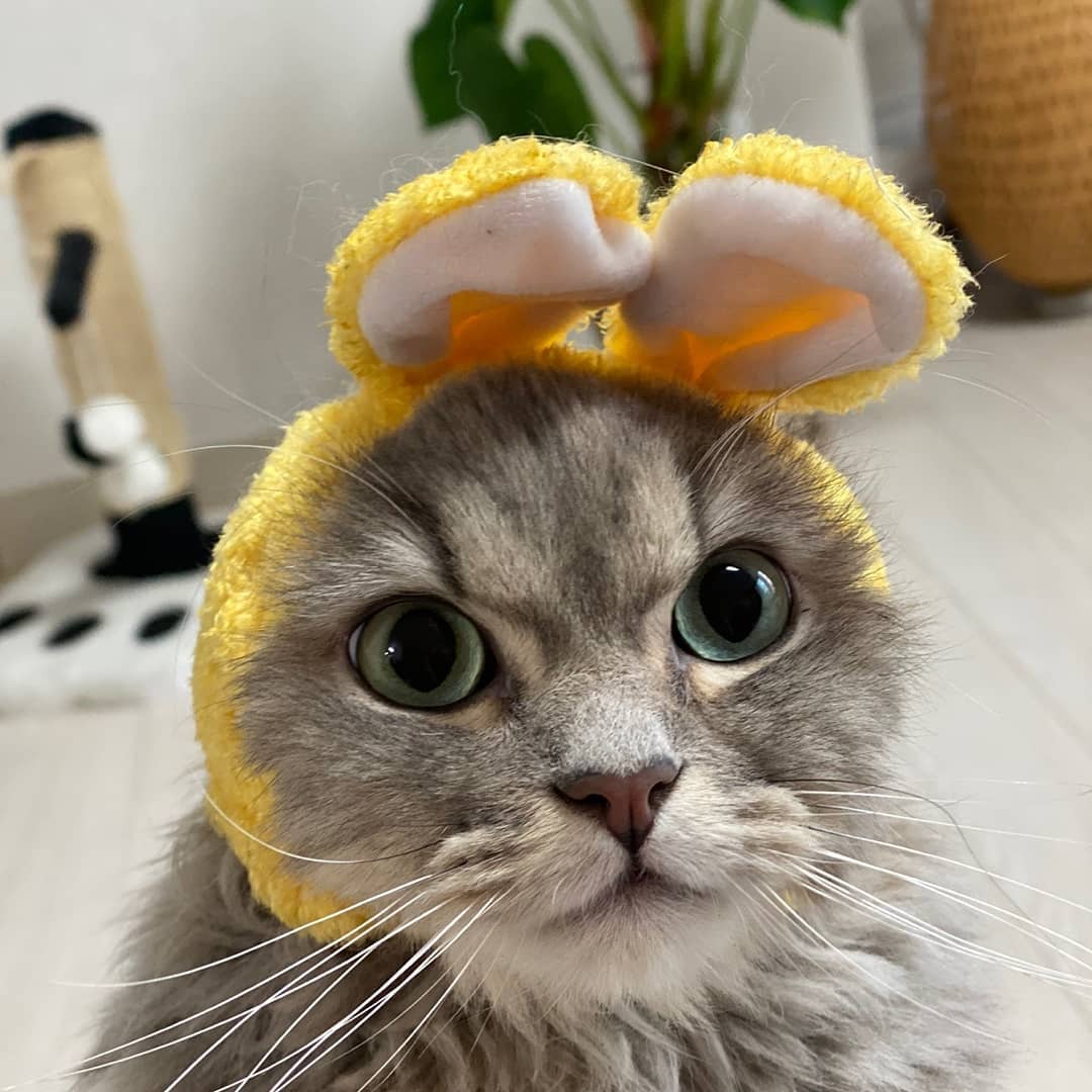 🐱🐰