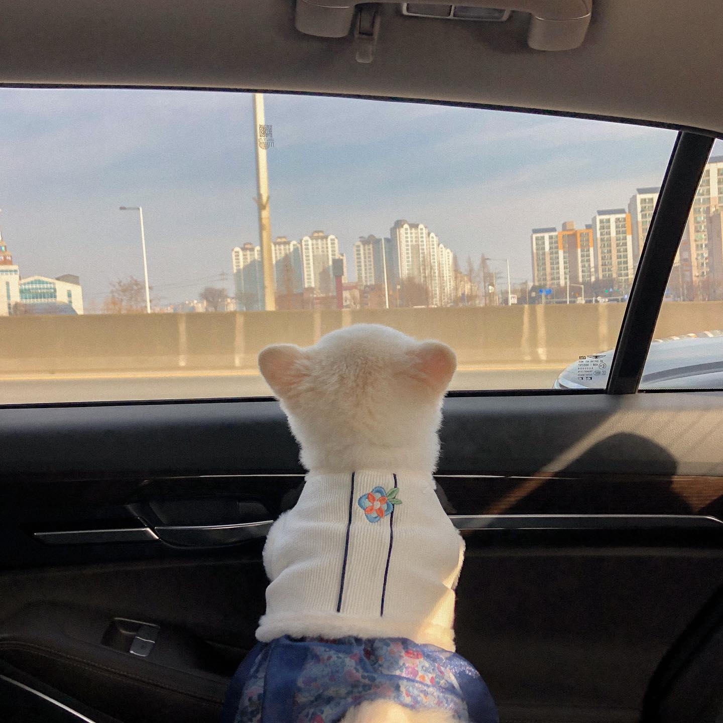 성묘 가는 길 🐶🤍 칭구들아 모두 명절 잘 보내고 있지?
