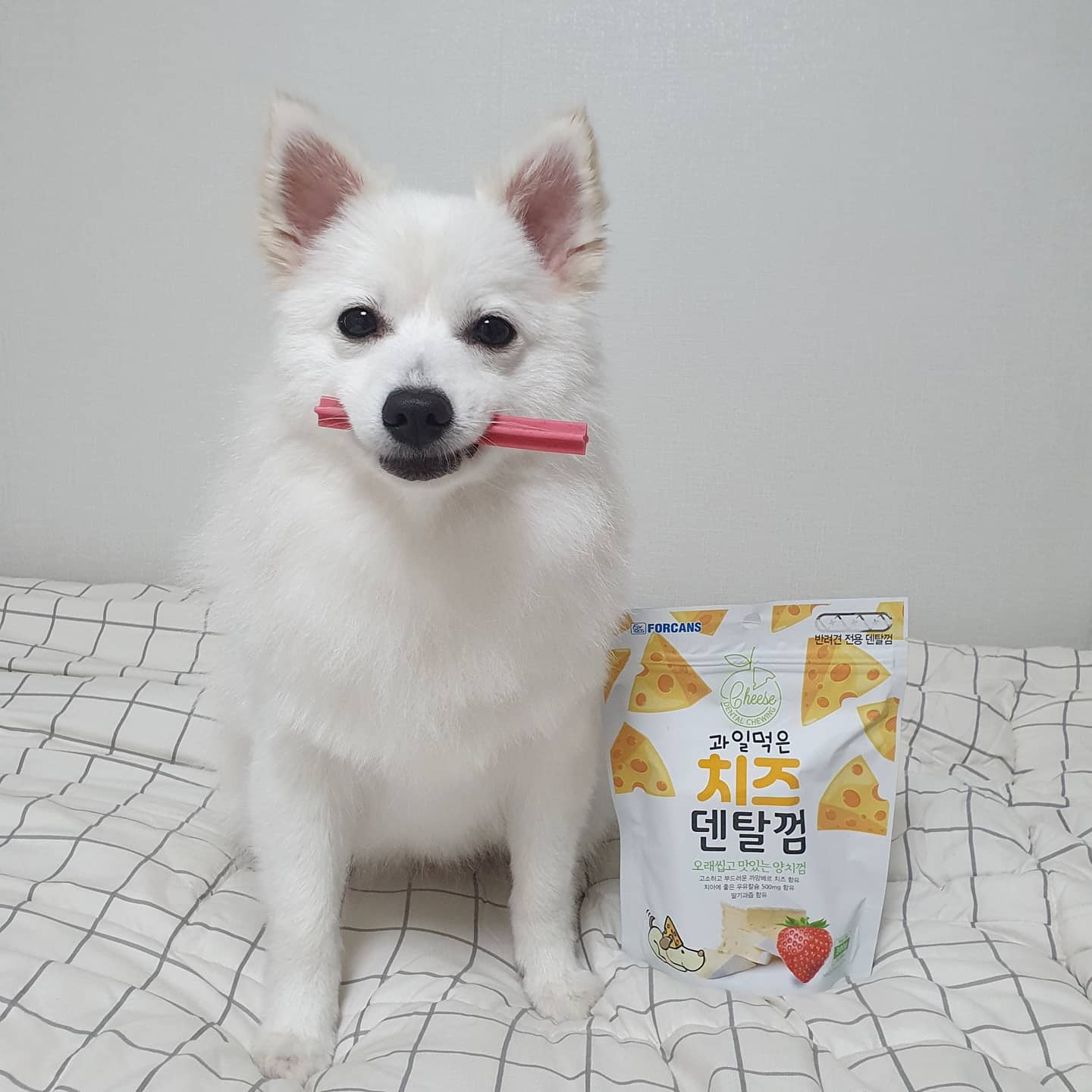 210215🐶❣
.
.
세상 사람들~!%!~ 우리딸 모델견뺨치게
예쁘지 않나요 😭😭❤
과일먹은치즈덴탈껌 
과일향 너무 좋고 오래 씹을 수 있어서 좋은데
울 딸랑구는 듬성듬성 씹어먹을때가 있어요..🤣
입냄새가 확실하게 죽어서 넘 좋어요❤
.
.
#협찬 #오래씹는개껌 #포켄스 #치즈덴탈껌 #강아지덴탈껌 #덴탈껌 #양치껌 #개껌 #강아지간식 #강아지오래먹는간식 #멍스타그램 #강아지스타그램