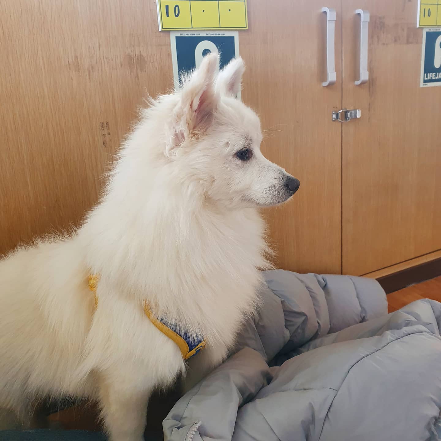 210215🐶❣
.
.
설날에 시골 잘 갔다오고
차멀미, 배멀미에 고생했는데
하루종일 뻗으신 울 아름씨♥️