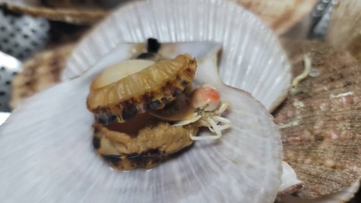 제철 해산물 육퇴 후 연수구 배달 맛집 즐기기