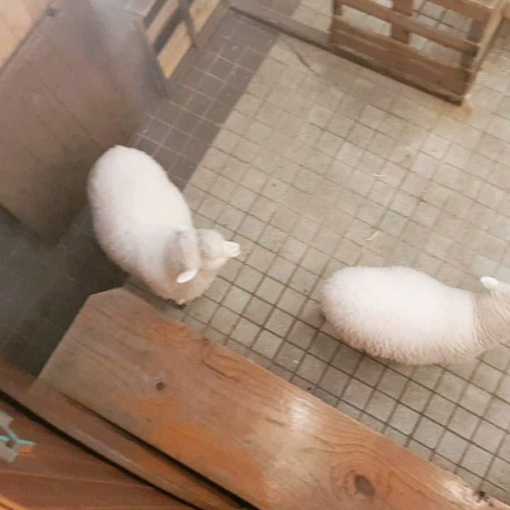 홍대근처에 진짜 살아있는 양 보았소!
카페인데 양이 있어요!
양우는소리 첨들어봐;;;좀 이상ㅋ
.
#사진스타그램 #홍대카페 #서울나들이 #서울카페 #seoul