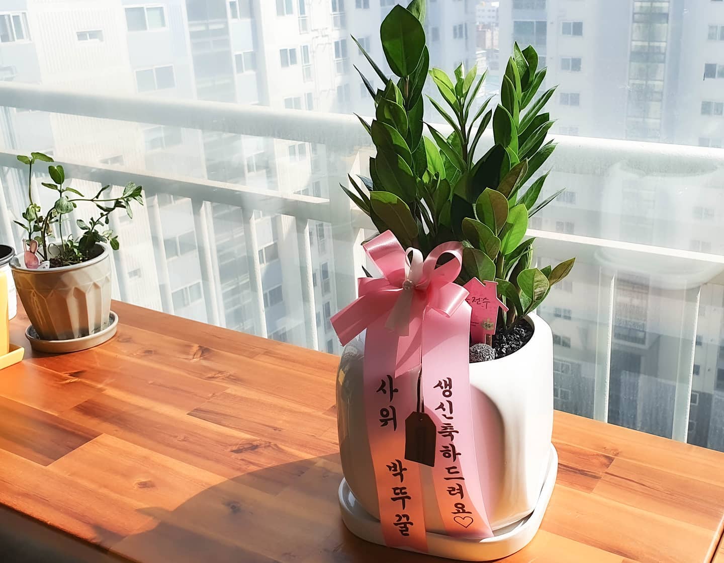 #광고 #실내공기정화식물 #개업화분 #생일선물 #부모님생신선물 

저처럼 식물 자꾸 죽이는 살식마들도 키울 수 있는 금전수에요~
그거 알아요?
얘는 영어로 Money Tree...한자도 금전수..!
잎사귀가 동전이 우르르 쏟아지는 모습이라서 이름이 금전수에요 ㅋㅋ
정말 돈벼락 맞으라고 온몸으로 표현하는 식물이기도 하고~ 
3주에 한번씩 물주면 되는 관리가 편한 식물이에요 ㅎㅎㅎ

엄마 생신 다가와서 준비한 생일선물!
인테리어 효과도 있고, 무엇보다 공기정화식물이라서~
요즘 시기에 이만한 선물은 없을 것 같아요!ㅎㅎㅎ

♥ 전국배송 가능하구요!
♥ 화환맨꽃배달은 배송지에서 가장 가까운 화원에서
♥ 직접 화분을 가지고 와주시니까,
♥ 화분이 망가질 염려도 없고, 배송후에도 사진찍어주시더라구요!!!
♥ 3시간 전에만 주문하면, 시간에 맞춰서 도착하니까 기념일이라던지,
♥ 개업하분, 집들이선물로 추천드려요.
 
#화환맨 #화환맨꽃배달