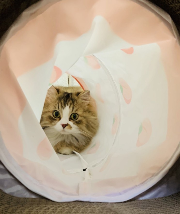 고양이 용품추천:) 고양이가 너무 좋아하는 탄탄펫 고양이 터널 스크래쳐