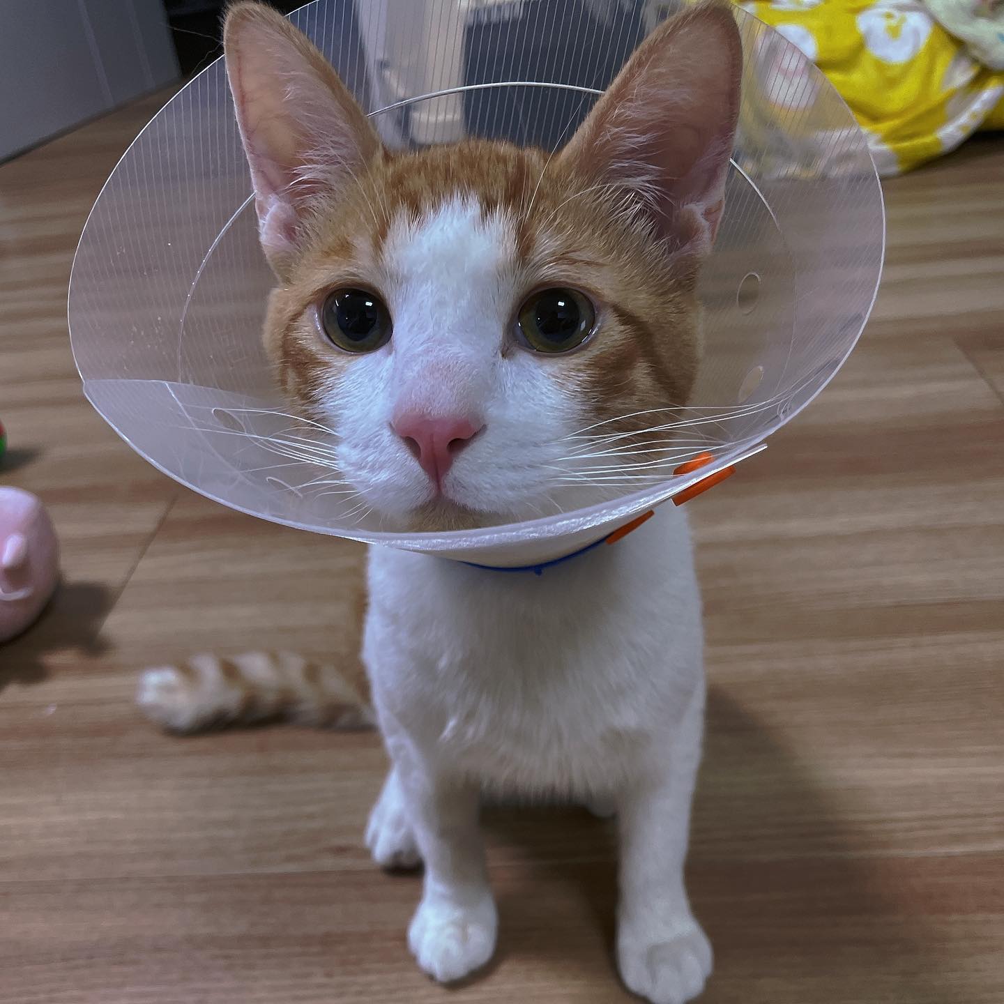 앵고 묘생 2막 시작!
앵고 오늘 중성화 수술해쪙요😿
으른이 앵고에요🙀
눈물이 그렁그렁🥺
깔대기 적응 중💊

그래도 앵고는 씩씩하구나!😎

#고양이 #냥이 #앵고 #고양이중성화 #눈물이그렁그렁 #으른되는중 #새끼고양이