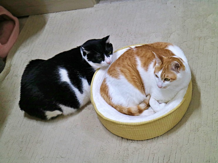 10kg 돼냥이도 사용하는 고양이방석, 블랙홀쿠션 후기