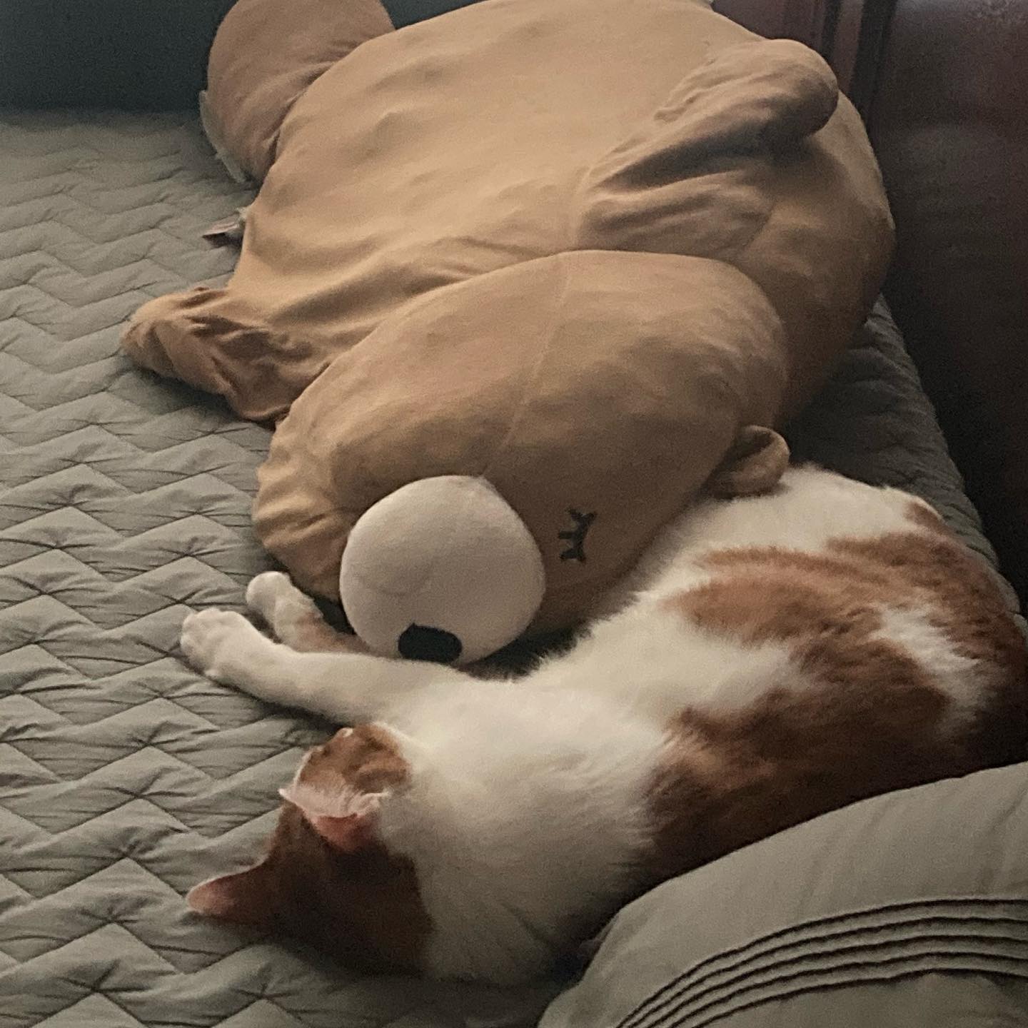 아기냐옹이 도담미 네번째 생일🐱🐈❤️
예진누나가 준 슬리핑베어와 함께😴 + 방수 매트리스 커버 감사합니댱💜
.
.
.
#솔쨩의일상