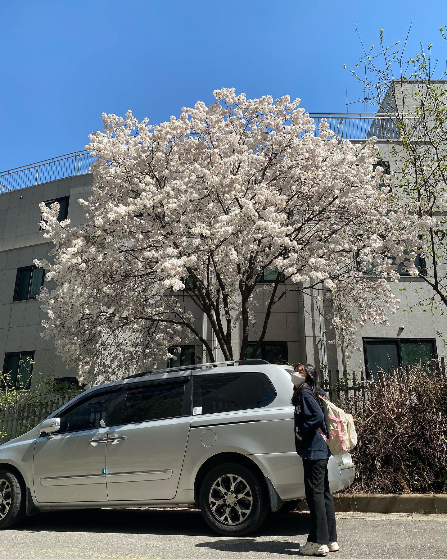 올해 벚꽃 끝 🌸
