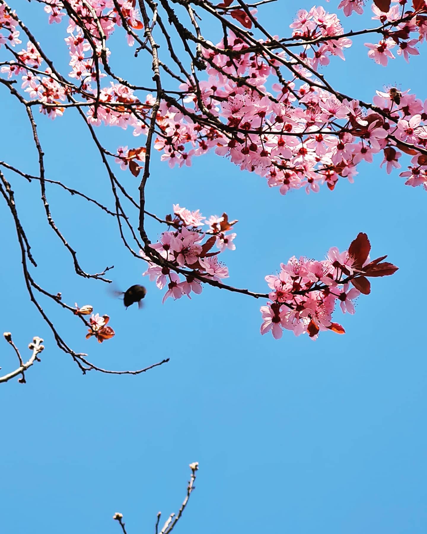 Spring: A lovely reminder of how beautiful change can truly be.

Ignore:..
#photographer #photography #myphotography #myphoto #hobbyfotografie #hobbyphotograph #hobbyphotographer #hobbyphotography #naturephotographer #naturelover #nature #naturephotography #blossom #blossoms #cherryblossom #pink #lovely #lovelymoments #bumblebee #flyingbumblebee #blue #bluesky