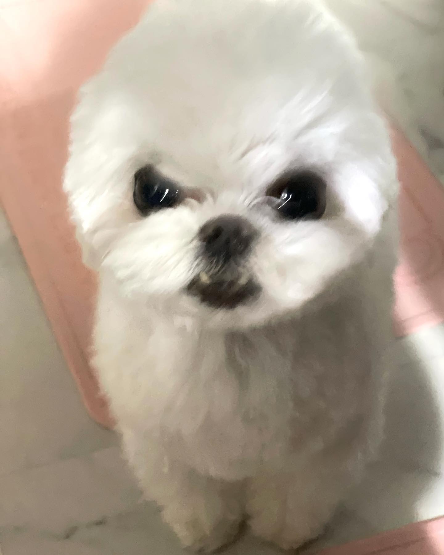 🦭
가까이 봐도 멀리봐도 확대해도 웃긴애
#다채로운몽나니
