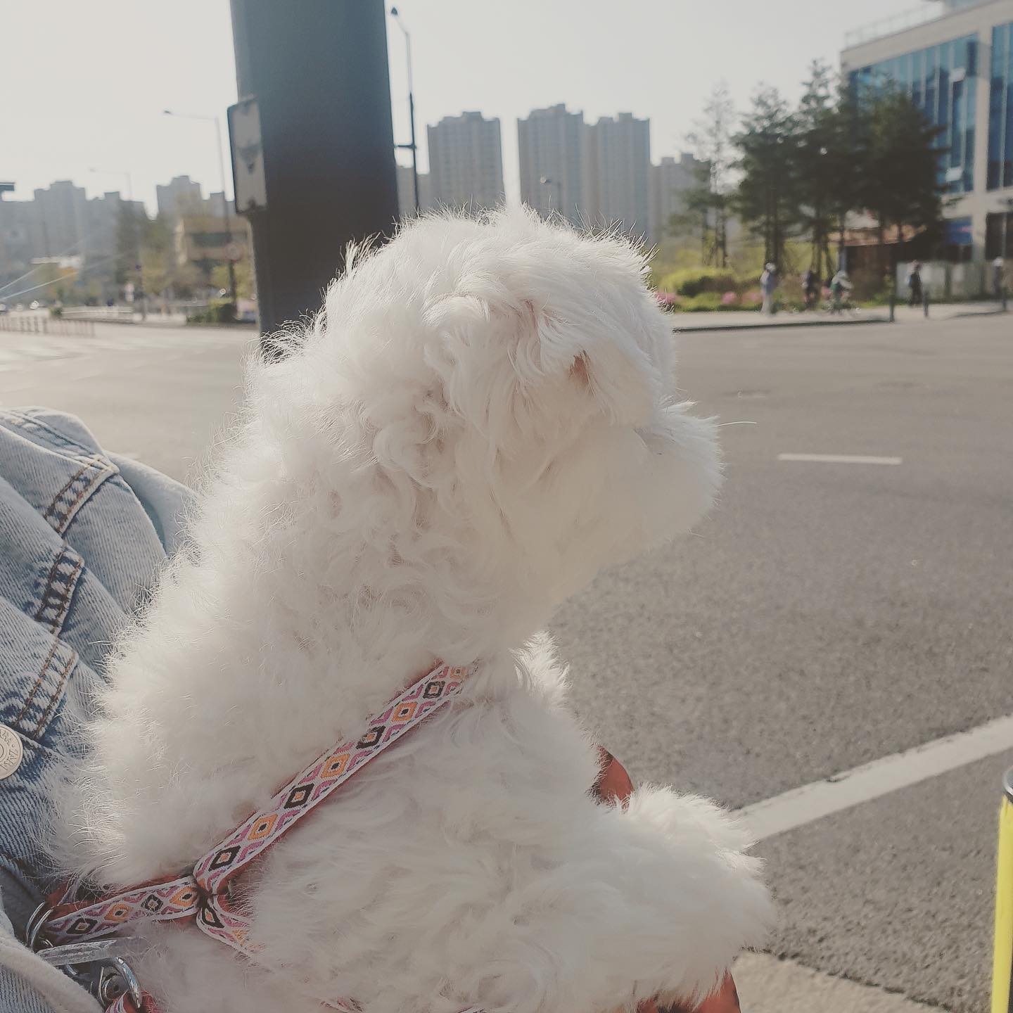 뚱이야 우리 어디 갈까🤍