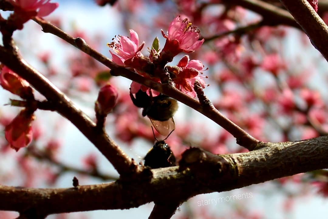 Bumblebee said "Hi" 🌸

Ignore:...
#photographer #photography #myphotography #myphoto #hobbyfotografie #hobbyphotograph #hobbyphotographer #hobby #mypic #naturelover #naturephotography #naturephotographer #nature #flowers #blossom #cherryblossom #cherry #colourfulnature #lovely #bumblebee
