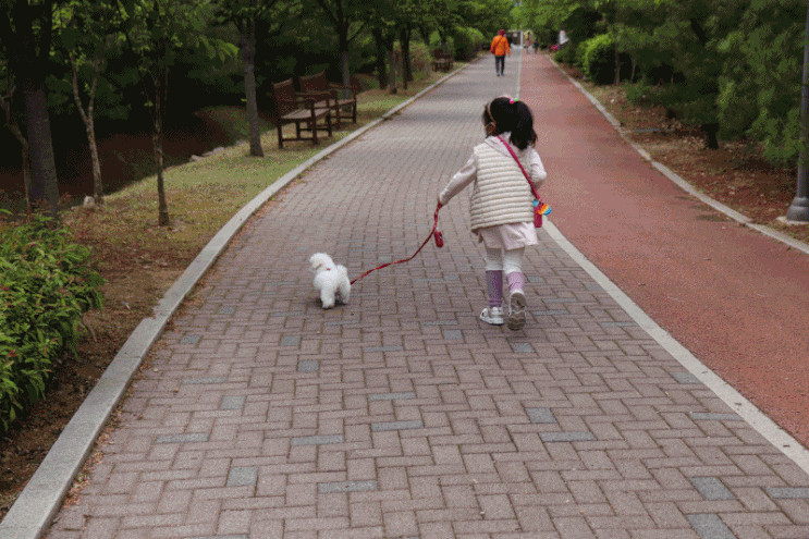 멍템 앞섬방지 하네스 3개월 강아지 비숑 첫 산책