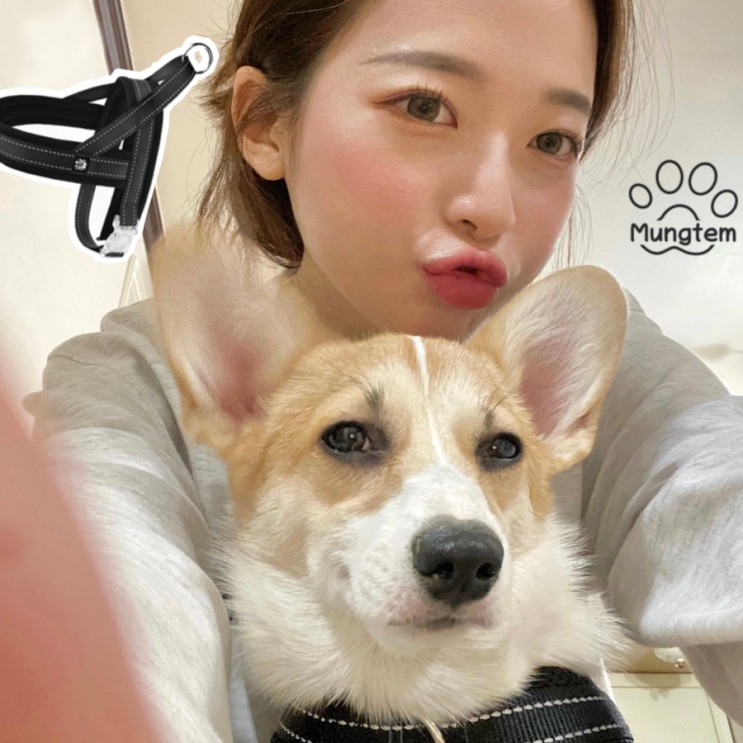 앞섬방지 하네스 < 멍템 하네스 > 산책 행동교정에는 앞고리를 사용해봐요 !