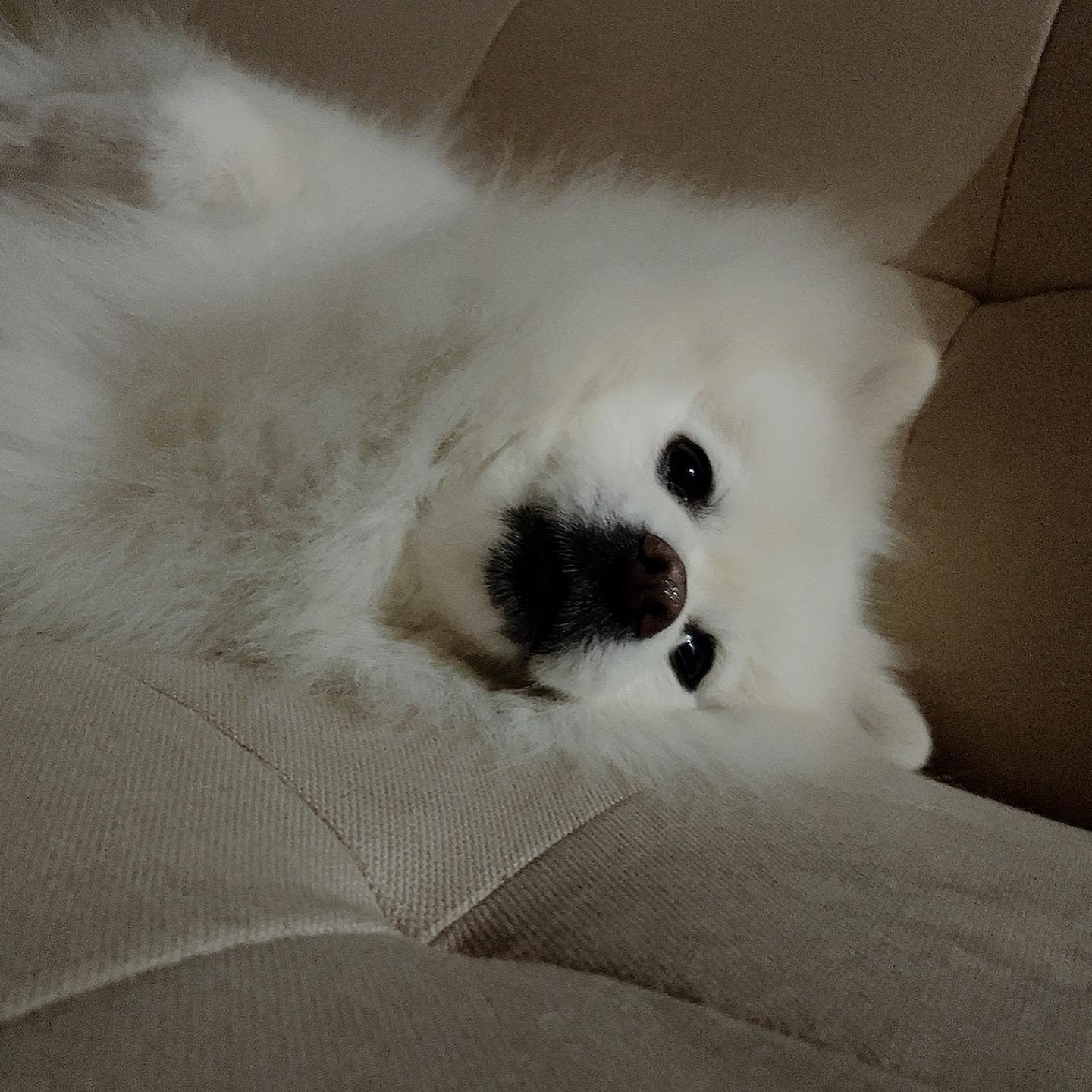 주인아 빗질을 멈추지말개
.
.
.
#댕댕이그램#스피츠#강아지 #멍스타그램 #반려견 #dog #일상 #산책 #댕댕이 #puppy #dogstagram #멍멍이 #펫스타그램 #daily #pet #소통 #견스타그램 #데일리 #강아지그램 #독스타그램 #맞팔#instadog #미용#petstagram#좋아요 #선팔 #애견 #강아지스타그램 #멍스타그램#빗질#멍팔