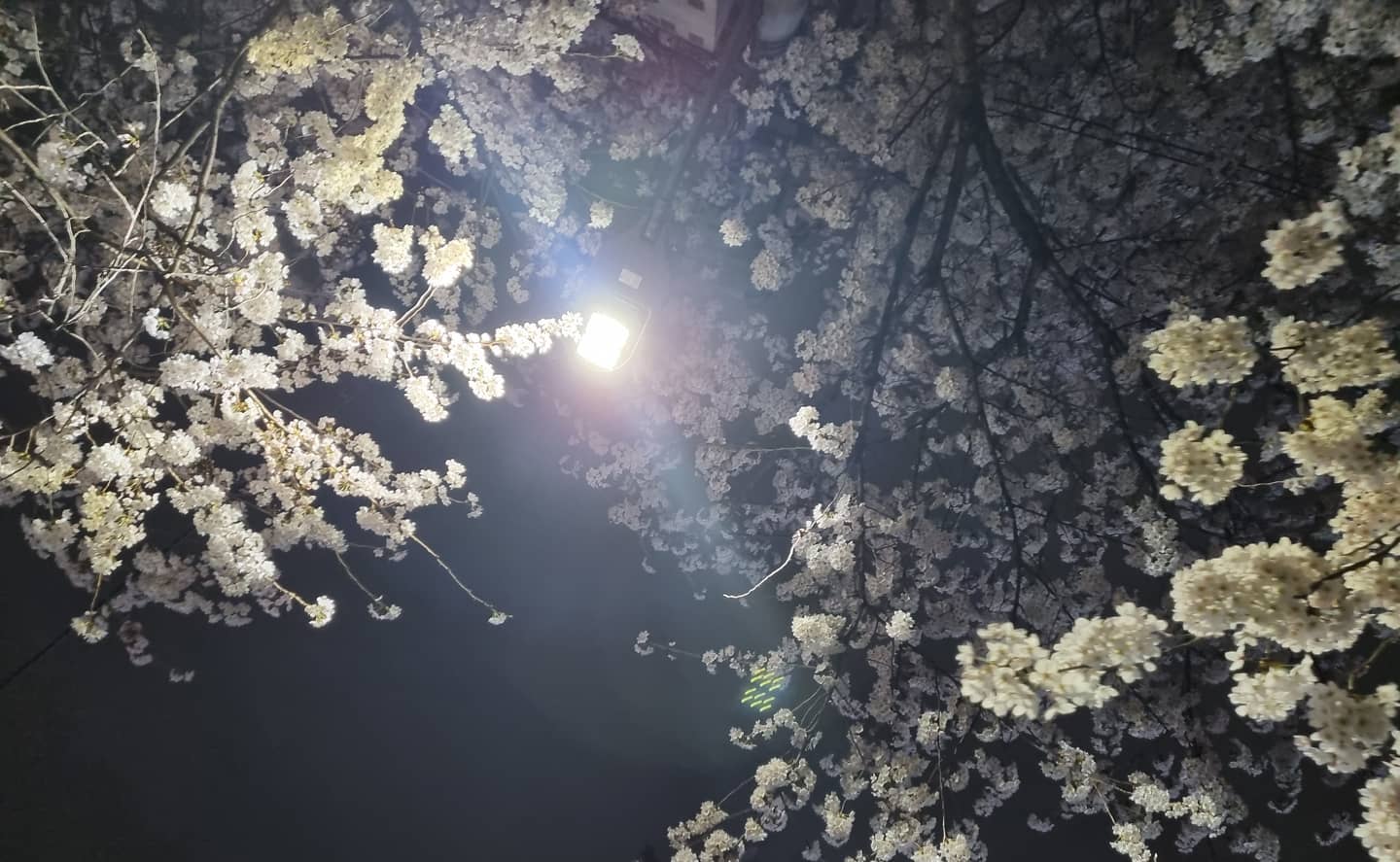 #벚꽃사진 #원본 #폰카 #galaxy #길가다가