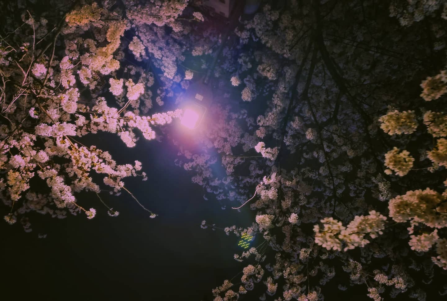 #벚꽃 #벚꽃길 #가로등 #가로수 #🌸🌸 #골목길 #길가 #야경 #색보정 #도전