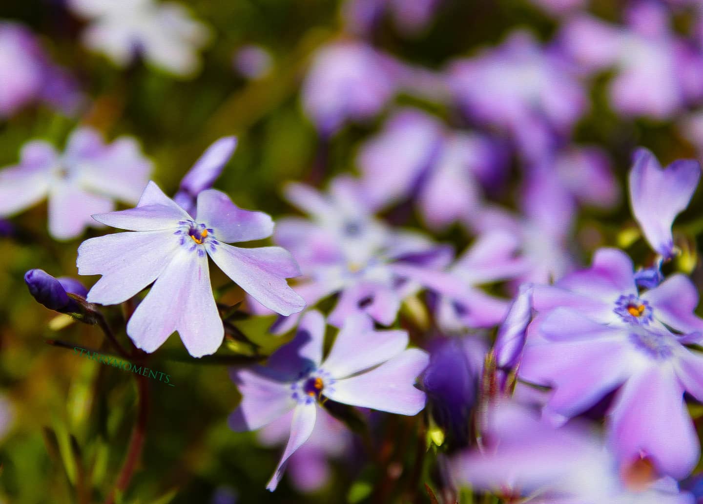 Lovely flowers..🌸

Ignore:...
#photographer #photography #myphotography #myphoto #hobbyfotografie #hobbyphotograph #hobbyphotographer #hobby #mypic #naturelover #naturephotography #naturephotographer #nature #flowers #blossom #colourfulnature #lovely