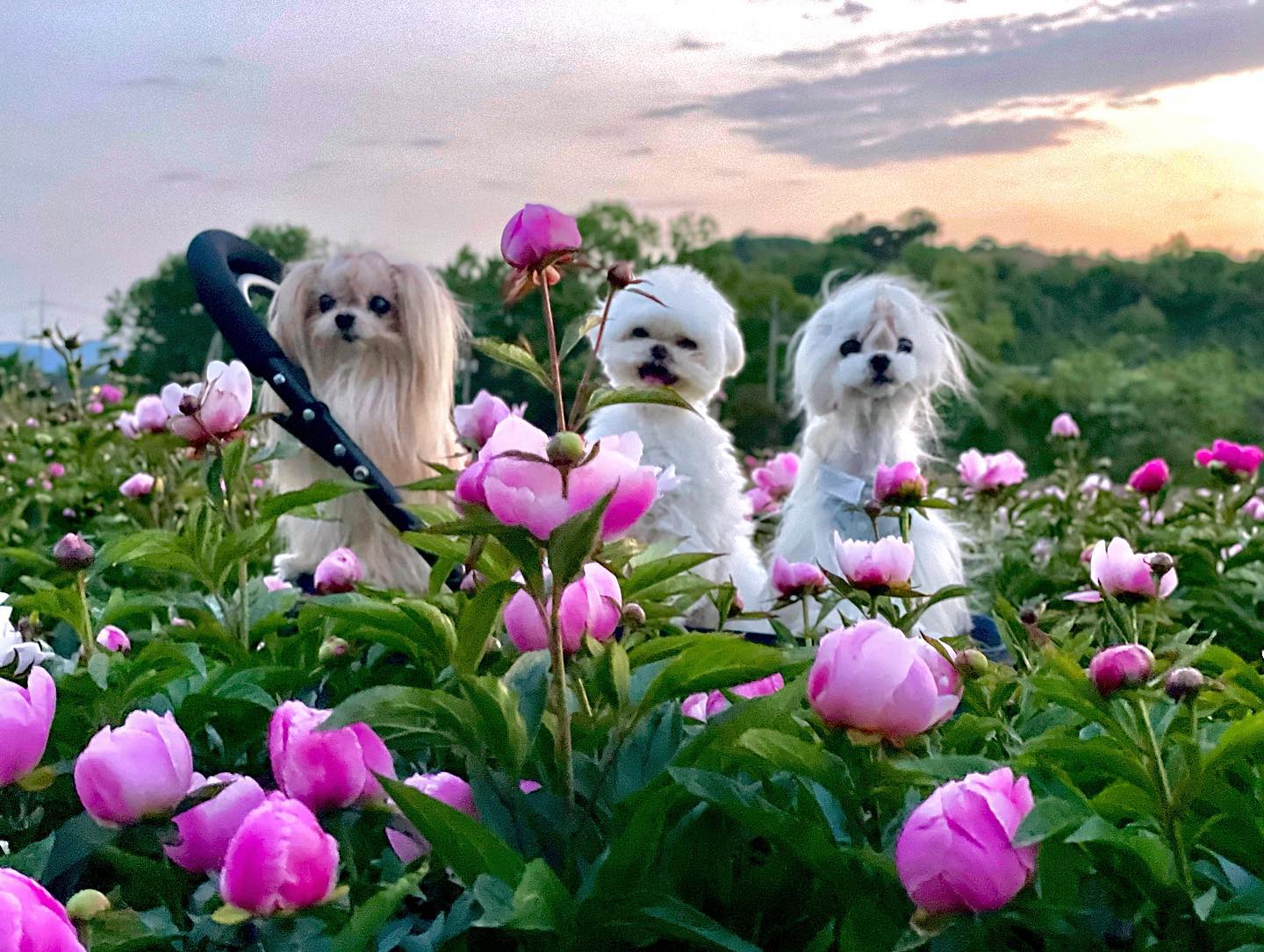 #개산삼풍년
개산삼이ㄹΓ 불린다는 작약
뿌리 뽑을 때 쓱 해올게👾
.
할머니땅이라 외부인 출입불가해요🥲
