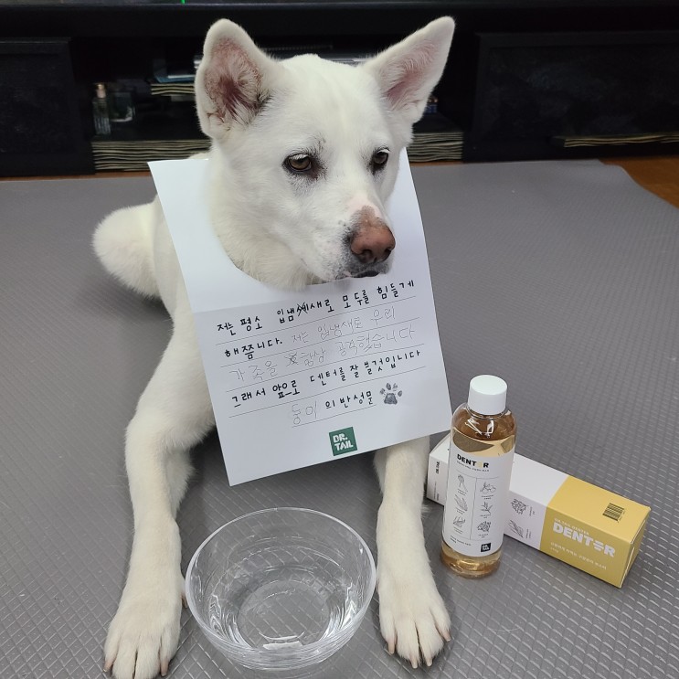 강아지입냄새 양치싫어하는 강아지는 닥터테일 덴터 부스터로 간편하게 관리하자