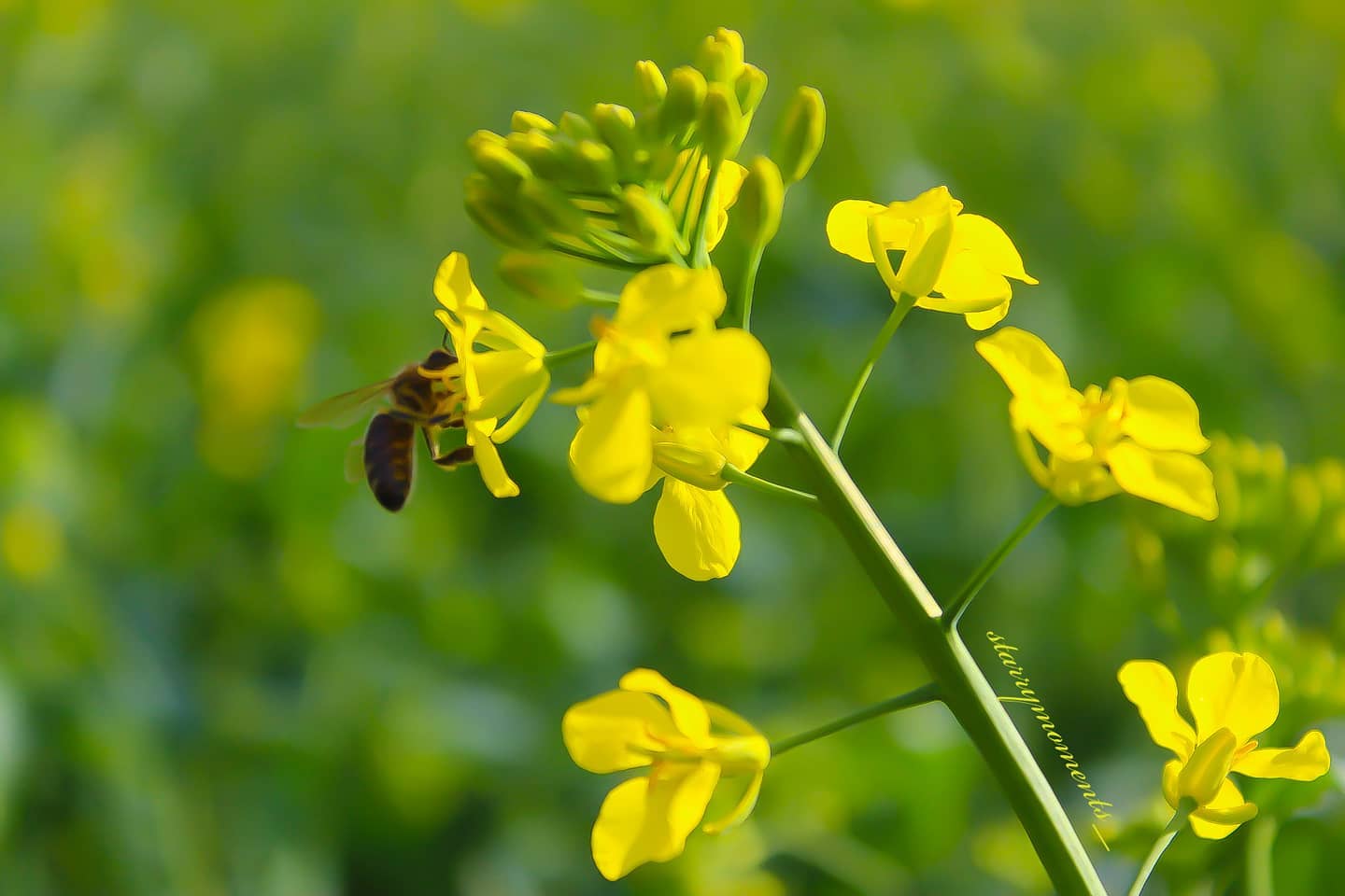 💛💚

Ignore:...
#photographer #photography #myphotography #myphoto #hobbyfotografie #hobbyphotograph #hobbyphotographer #hobby #mypic #naturelover #naturephotography #naturephotographer #bee #beesofinstagram
 #nature #flowers #blossom #colourfulnature #lovely