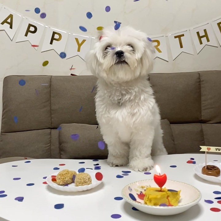 #20210515
🐶🍕🧀🍗
설기랑 함께한지 벌써 1년이라니 시간이 더디게 갔으면 좋겠어
촛불 가까이 갔다가 앞머리 타서 오징어 냄새나는 식탐대마왕아(어매가 미안)
어매랑 건강하게 행복하게 오래 지내자 사랑해💙