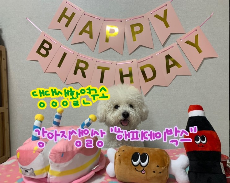 [후기] 댕댕생활연구소 "해피데이박스" 강아지생일파티