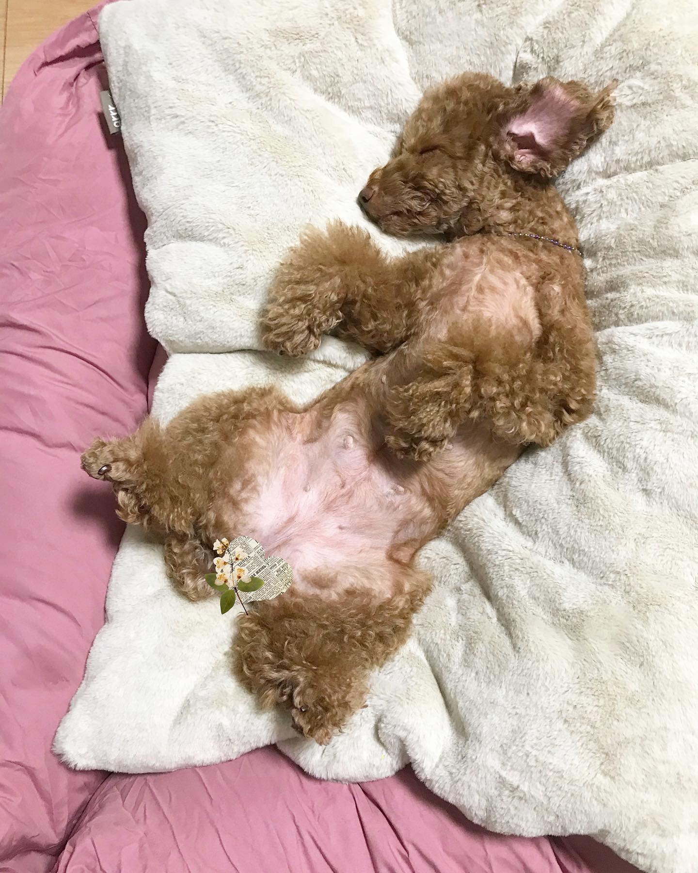 #빼로의꿀잠타임
-
빼로가 처음으로 배 보이고 뒤집어서 잠을 잔다
1년 5개월 만에
입양 서류 적은지 딱 1년만이네
사랑해 내새끼 ❤️

-
-
#댕댕생활 #댕댕이입양 #댕댕스타그램 #푸들 #푸들입양 #푸들임보 #유기견입양 #유기견임보 #사지말고입양하세요 #나나랑빼로 #갈색푸들 #댕댕이이불 #댕댕이방석 #댕댕이침대