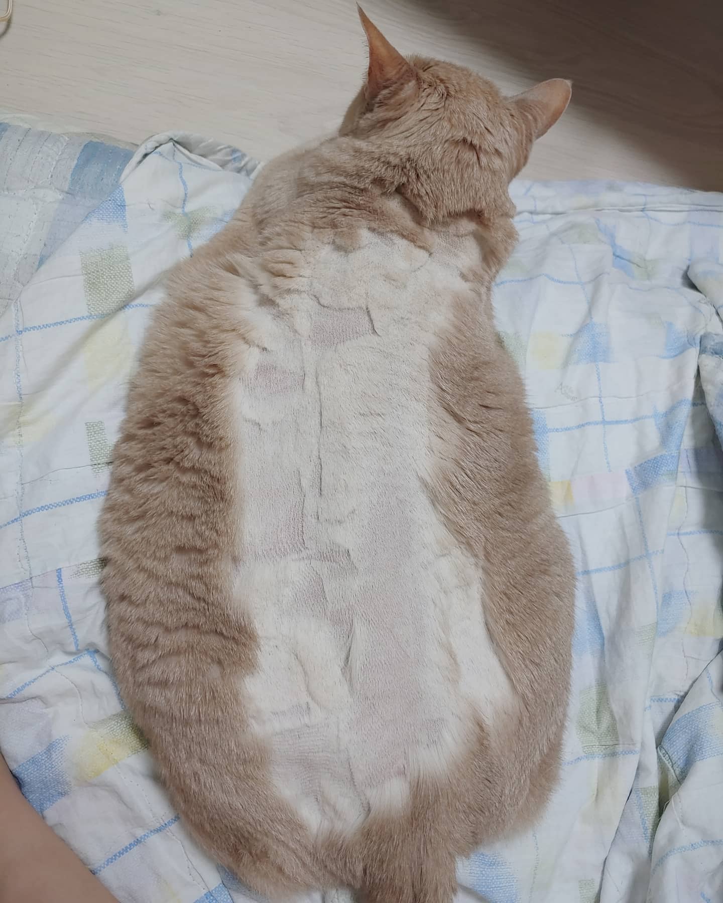 쌩난리를 치는 바람에 이모양. 나머지 해결 생각에 머리가 지끈하네 ㅠㅠ
#고양이미용 #고양이야매미용
