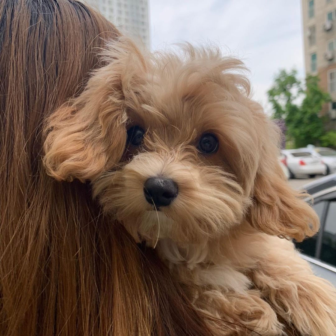 金瀟顯 on Instagram: “(누나 우리 어디가? !!**^) #말티푸#말티푸땅콩”
