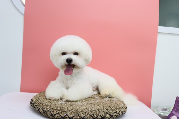 신규오픈한 순천애견미용 에스티비숑프리제에서 미용후기!