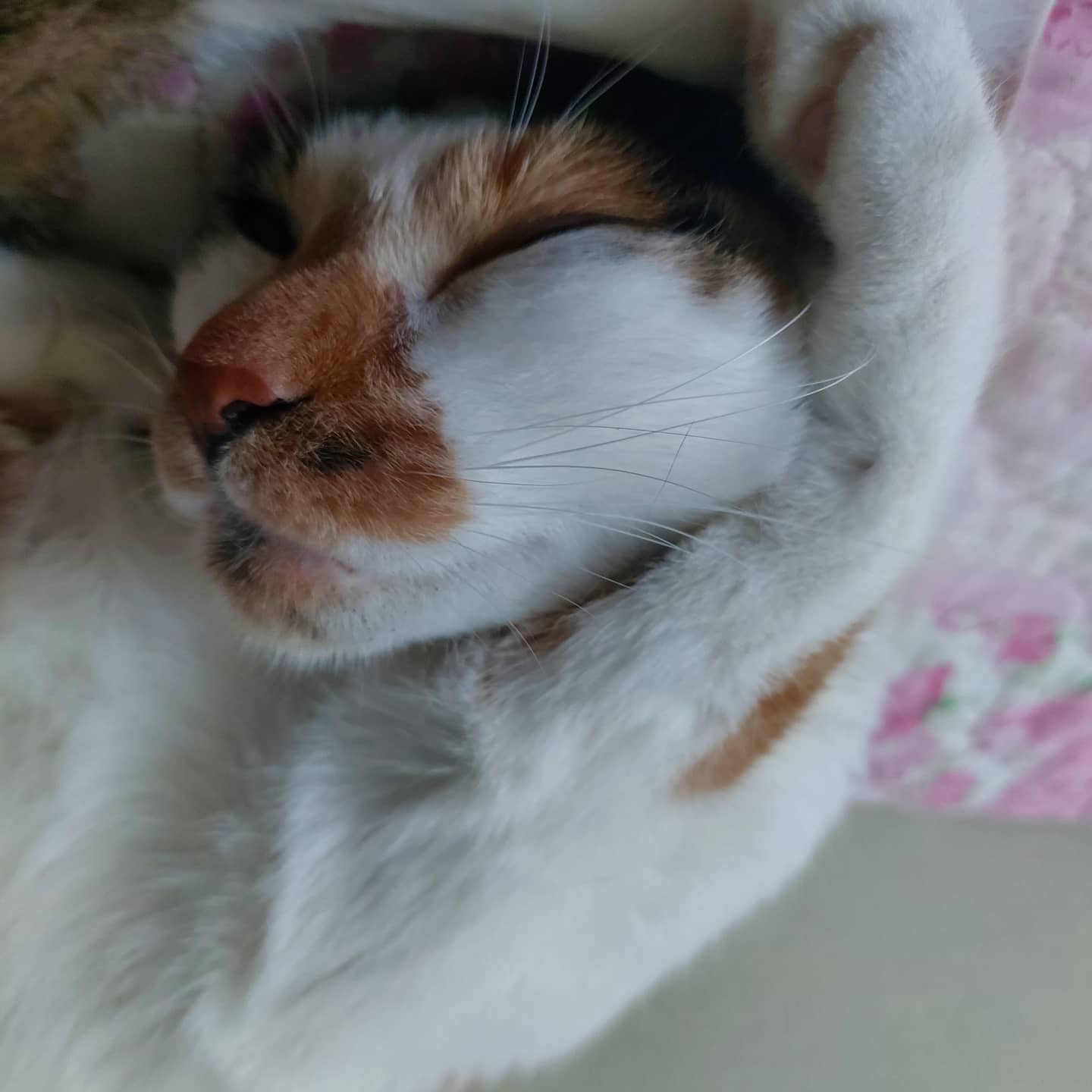 #집사에게충성