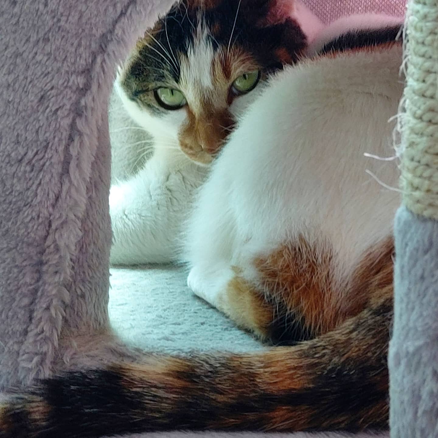 #뭘보냥🐱