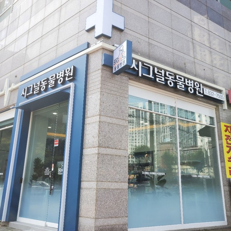 영등포 시그널 동물병원, 우치 안과검진 받으러 다녀왔어요~!!