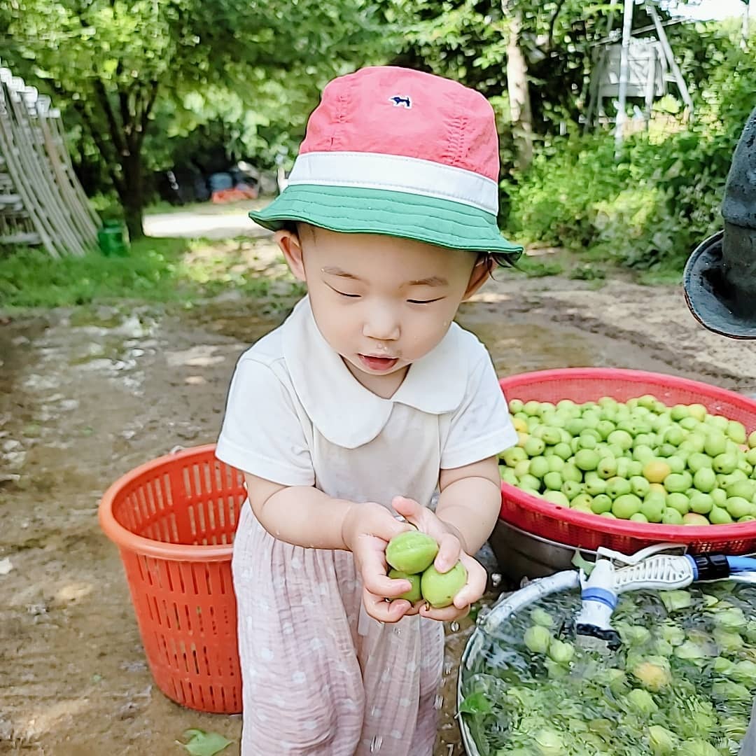 #458일 #돌아온해담

해담이가 왔어요~

인스타 안하는 동안 해담이는
주말 문센들 열심히 다니며
에어바운스 2주 대여해 집에서도 신나게
해가 좀 덜 쨍할땐 놀이터에서도 신나게 뛰어놀았지만😆
낮잠을 왜 안자는건지 참😔

첫 어금니가 내려오느라 밤잠도 설치더니
(아, 나만 못잤나? 밤새 해담이 안고 앉아 잠들기 일쑤였네요😭)
어느새 안쪽 어금니들이 빼꼼 모습을 드러냈네요😊
언제쯤 다 내려올런지😵

오늘은 외할머니 매실청 담그시기 위해 매실따러 가시는 걸 따라가
열심히 일손 돕고? 왔어요😂
갈때도 자기 몸만한 매실통을 어찌나 열심히 들고 가던지😆

그나저나,
6월의 촉감놀이는 밀가루 해줬는데
7월은 뭘해줘야하나 고민이예요🤔
추천해주실게 있을까요?

#최고의일꾼 #일잘하네 #잠도잘잤으면 #15개월아기