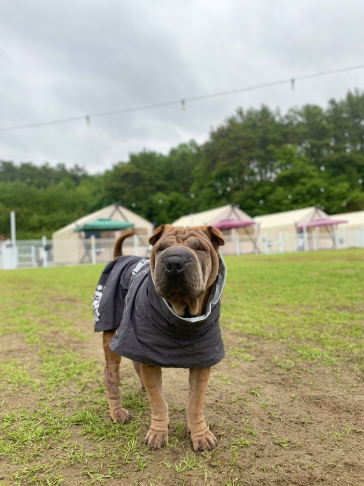 청주 오창 멍글멍글 글램핑 두번째 방문❤️ 애견동반 여행/ 중대형견 여행